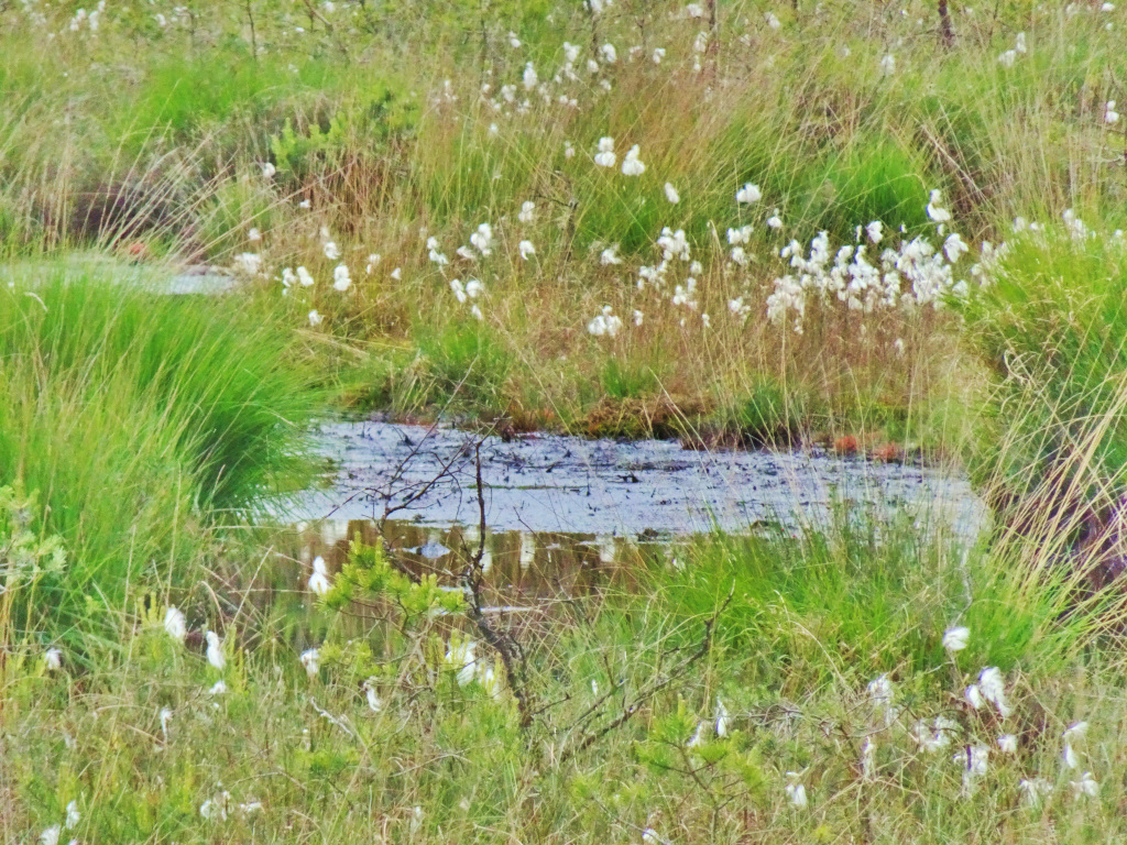 DSC08334c.JPG